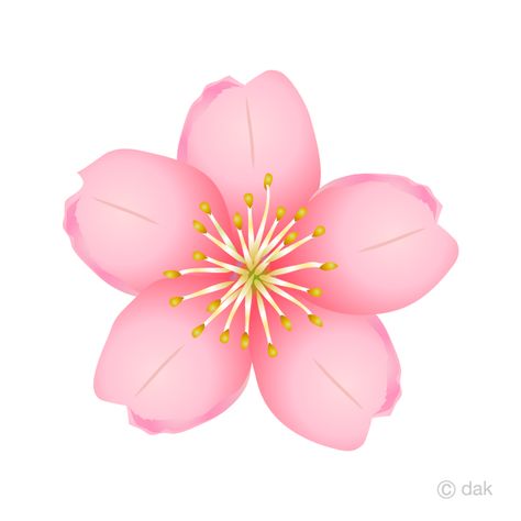 Cherry Blossom Clip Art, Cherry Blossom Images, Yellow Daisy Flower, Yellow Rose Flower, Black Rose Flower, Cherry Flower, Light Pink Flowers, Light Pink Rose, Sakura Flower