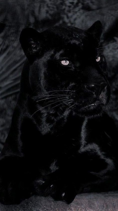 Black Pantera, Black Jaguar Animal, Black Panther Cat, Panther Cat, Jaguar Animal, Cool Cat Trees, رورونوا زورو, Scary Dogs, Black Jaguar