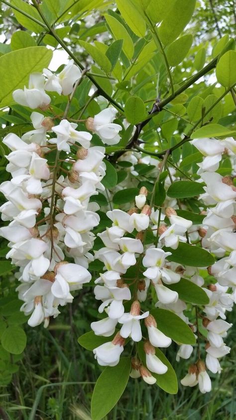 Black Locust Tree, Robinia Pseudoacacia, Locust Tree, Different Types Of Seeds, Bamboo Seeds, Honey Locust, Flower Meanings, Tree Seeds, Root System