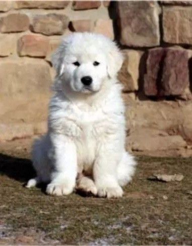 Maremma Sheepdog Puppy, Maremma Dog, Sheepdog Puppy, Sheep Dog Puppy, Pyrenees Puppies, Maremma Sheepdog, Guardian Dog, Livestock Guardian Dog, Great Pyrenees Dog