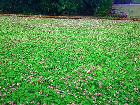 Wonderful kurapia pink installation Pink Installation, Plant Pathology, Erosion Control, Plant List, Water Lighting, Water Conservation, Sell Online, Ground Cover, New Leaf