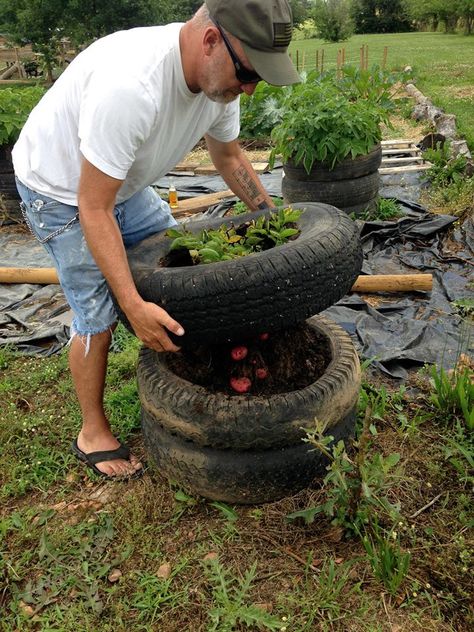 These potato towers made outta tires worked out pretty good. It wasn’t our first choice for making potato towers but, when the tires were free and you’re crunched for time… we jus… Raised Garden Beds Old Tires, Tires For Gardening, Potato Planters, Potato Tower, Tomato Planter, Tire Garden, Garden Hacks Diy, Best Garden Tools, Planting Potatoes