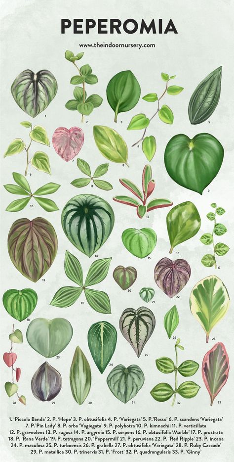 Indoor Plant Varieties, Plant Families Chart, Pilea Plant Varieties, Types Of Peperomia Plants, Peperomia Plant Varieties, Pretty Plants Aesthetic, Philodendron Plant Varieties, Peperomia Varieties, Plant Leaf Identification