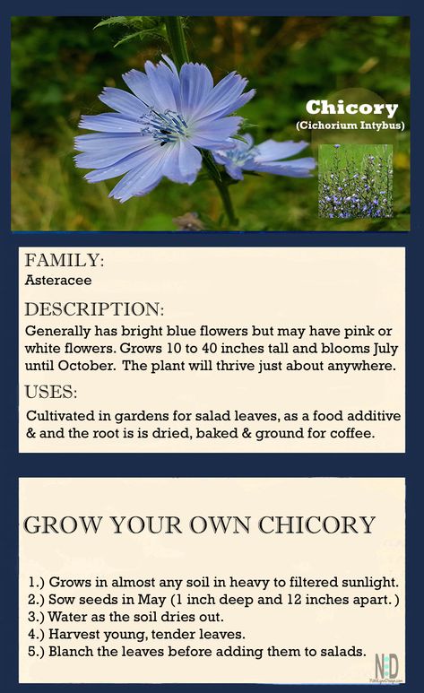 Chicory is known for its electric blue flowers, creating a spectacular summer show along roadsides, ditches and fields. Allotment Planning, Chicory Flower, Plant Knowledge, Healing Ideas, Regrow Vegetables, Magical Flowers, Companion Gardening, Herbal Education, Rose Gardening