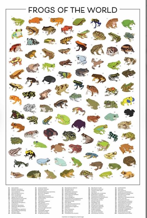 Frog Types, Types Of Frogs, Frog Wall Art, Frog Species, Whites Tree Frog, Pet Frogs, World Poster, Free Coloring Sheets, Tree Frogs