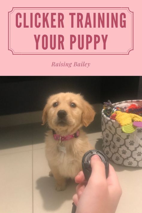 Best Puppy Training Treats, How To Clicker Train Your Dog, Clicker Training Dog, Clicker Training Puppy, Dog Clicker, Dog Tricks Easy, Puppy Training Treats, Dog Clicker Training, Stop Dog Barking