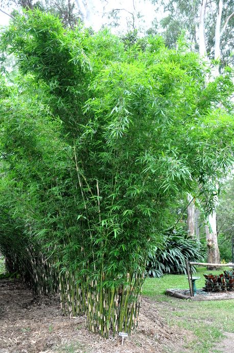 Non Invasive Bamboo, Bamboo Growing, Bamboo Landscape, Bamboo Species, Clumping Bamboo, Narrow Garden, Painted Bamboo, Old Fences, Japanese Maple Tree