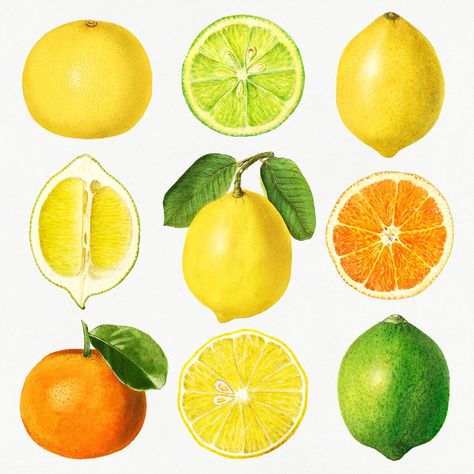 Detailed hand drawn fresh mixed citrus set | premium image by rawpixel.com / Donlaya Fruit Painting Art, Lemon Drawing, Lime Lemonade, Blurred Lights, Fruits Drawing, Food Sketch, Colored Pencil Artwork, Orange Slice, Watercolor Fruit