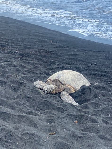 turtle on the black sand beach 🐢 Maui Black Sand Beach, Black Sand Beach Hawaii, Honolulu Beach, Black Sand Beaches, Character Aesthetics, Black Sand Beach, Summer Ideas, Black Sand, 2024 Vision