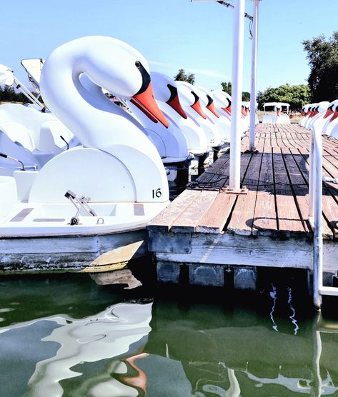 Swan Paddle Boat, Swan Boat, Swan Boats, Paddle Boat, San Fernando Valley, Swan Lake, Balboa, 50th Birthday, Cali