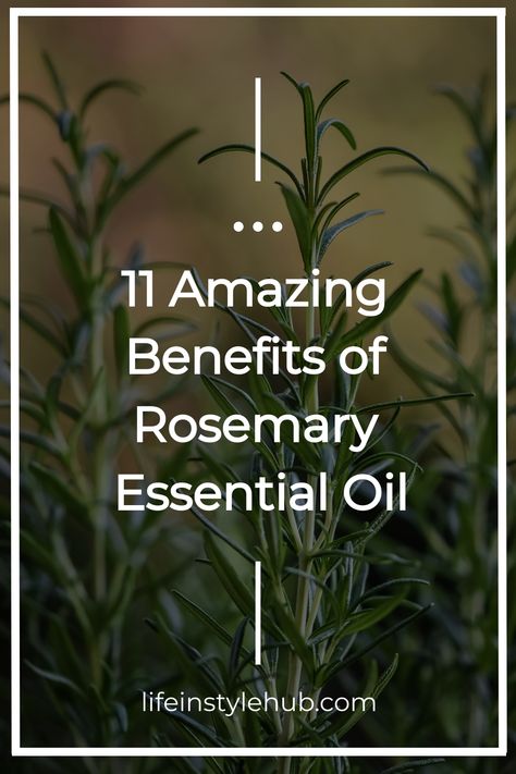 Rosemary essential oil Rosemary Essential Oil Uses, Rosemary Essential Oil Benefits, Benefits Of Rosemary Essential Oil, Rosemary Oil Benefits, Benefits Of Rosemary Oil, Essential Oil Diffuser Benefits, Diffuser Benefits, Benefits Of Rosemary, Promoting Hair Growth