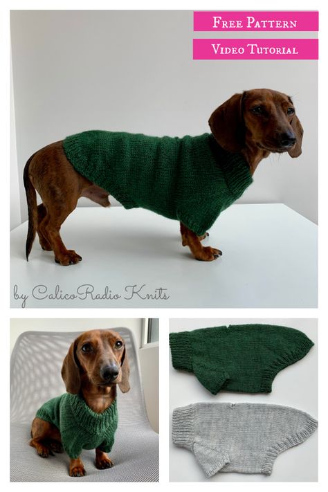 Portland Raglan Dog Sweater Free Knitting Pattern and Video Tutorial Knitting Patterns Free Scarf Cowls, Knitting Patterns Hats Women, Sweater Free Knitting Pattern, Knitted Dog Sweater Pattern, Knitting Patterns Free Dog, Dog Sweater Crochet Pattern, Easy Knitting Patterns Free, Dog Sweater Pattern, Knitting Patterns Free Beginner