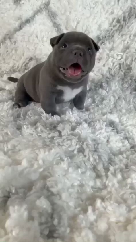 Cute Pitbull Puppies, Cute Bulldog Puppies, Very Cute Puppies, Bulldog Francese, Cute Small Animals, Cute Animals Puppies, Very Cute Dogs, Cute Little Puppies