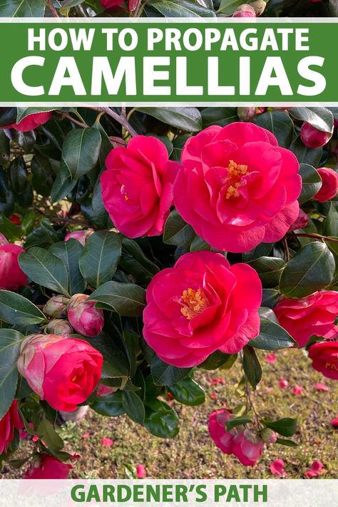 Camelias Landscaping, Camelia Tree, Oklahoma Gardening, Camellia Tree, Camellia Plant, Plants At Home, Camellia Flowers, Summer Flowers Garden, Backyard Gardening