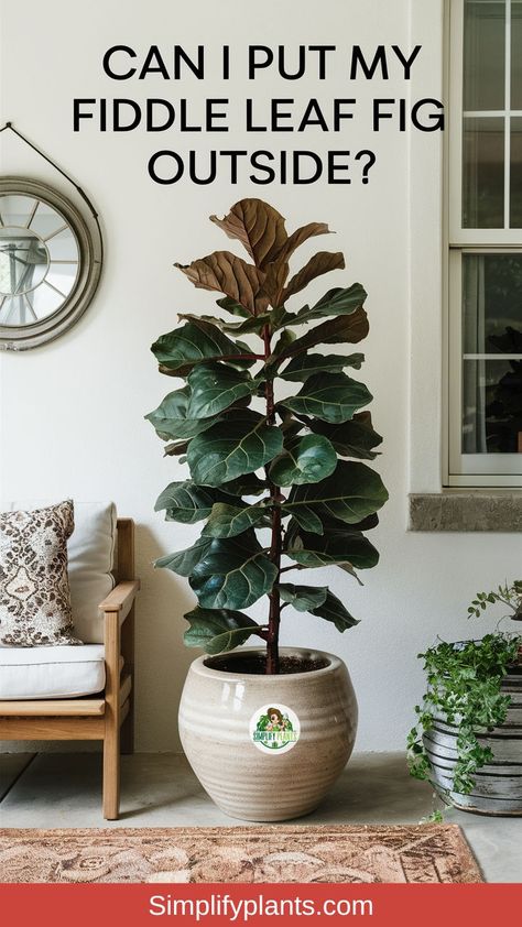 "Pinterest, gardening tips, outdoor plant care, fiddle leaf fig care, plant 
care tips, gardening inspiration, houseplant care, outdoor plant ideas, 
plant care advice, fiddle leaf fig care tips." Fiddle Leaf, Fiddle Leaf Fig, Helpful Tips, Fig, Plants