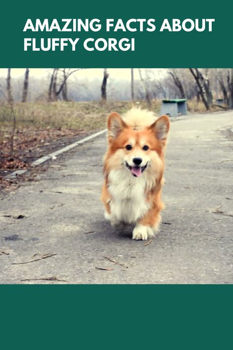 amazing facts about fluffy corgies that you should know...This in-depth article discusses everything you need to know about fluffy corgies. Corgi Colors, Fluffy Dog Breeds, Corgi Breeds, Corgi Facts, Fluffy Corgi, Rare Dogs, Cavalier King Charles Dog, King Charles Dog, Group Of Dogs