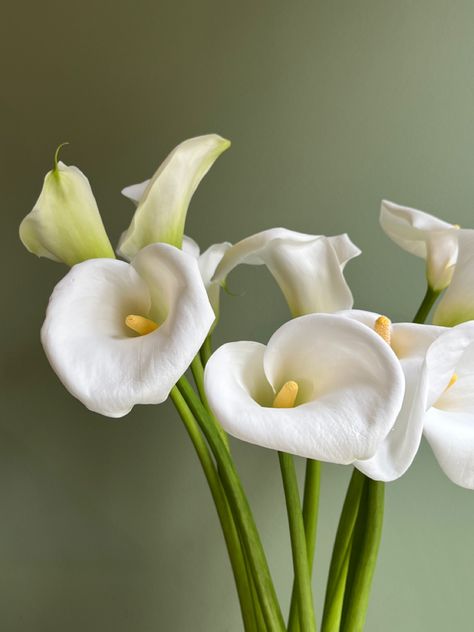 Calalilies Flowers, White Lilies Aesthetic, Calla Lillies Wedding, Cala Lillies, White Calla Lily, Arum Lily, Lilly Flower, Boquette Flowers, Hand Bouquet