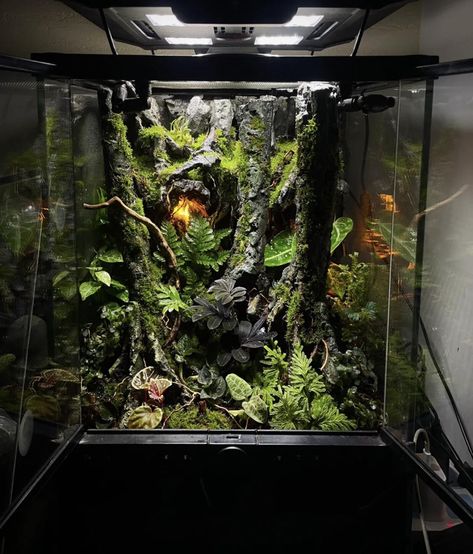 Spider Terrarium, Dart Frog Tank, Dart Frogs Terrarium, Cube Paludarium, Crested Gecko Habitat, Carnivorous Bog Terrarium, Dart Frog Terrarium, Paludarium Dart Frog, Gecko Vivarium