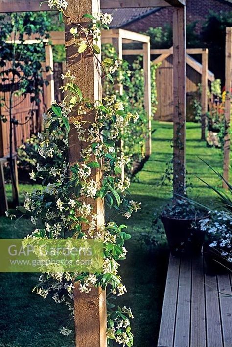 Jasmine Plant, Cheap Pergola, Star Jasmine, Backyard Pergola, Climbing Frame, Deck Garden, Back Garden, Outdoor Projects, Outdoor Entertaining