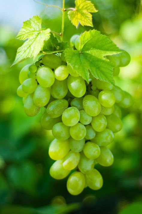 Grapes Tree, Grapes Photography, Green Grapes Aesthetic, Grape Vines Photography, Fruit Character, Green Grapes Photography, Autumn Grapes Photography, Grape Harvest Photography, Vine Fruit