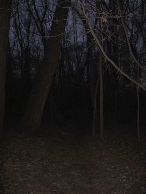 Creepy Camping Aesthetic, Creepy Woods Aesthetic, 5 Survive, Eerie Landscape, Midwest Emo Aesthetic, Scary Forest, Creepy Woods, Dead Forest, Forest At Night