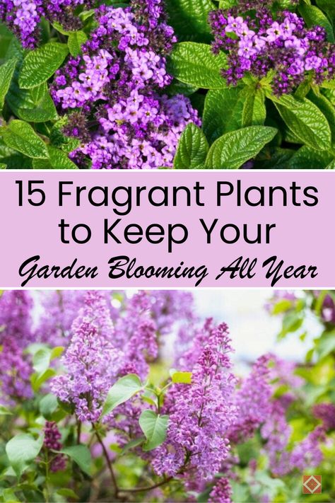 Create a garden filled with enchanting scents and blossoms that last from spring to fall with these 15 fragrant plants. From roses that bloom in spring to lavender that lasts through summer, these plants provide an array of aromas and colors. Whether you have a small space or a sprawling garden, these picks will bring vibrant, fragrant life to your garden. Save this pin for later and click to learn more about year-round blooming plants! Plants That Last All Year Round, Planting Lavender Outdoors, Planting Lavender, Fragrant Garden, Fragrant Plant, Aromatic Plant, Thriving Garden, Indoor Plant Care, Rose Images