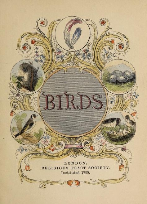 Birds : Free Download, Borrow, and Streaming : Internet Archive Bird Encyclopedia Illustration, Archive.org Books, Internet Archive Books, Vintage Book Illustration, Free Printable Artwork, Archive Books, Free Printable Wall Art, Bird Book, Miniature Books