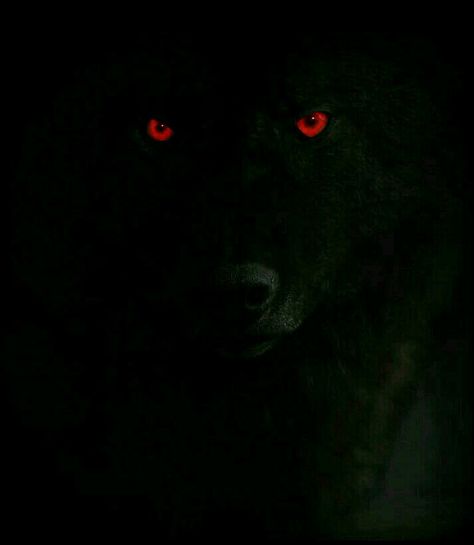 Wolf Black Background, Wolf Red Eyes, Black Wolf Green Eyes, Angry Black Wolf, Black Wolf With Red Eyes, Black Wolf With Gold Eyes, Wolf With Red Eyes, Buu Dbz, Lup Singuratic