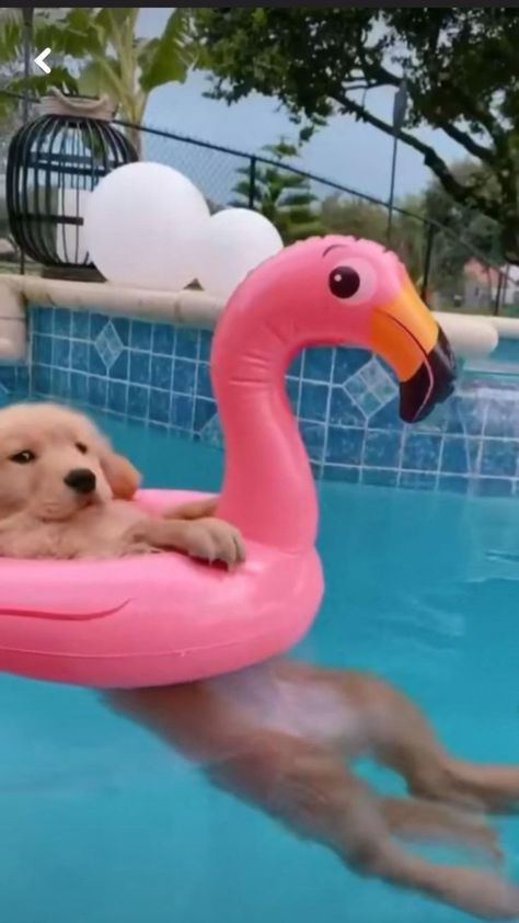 Cute dog in a pool in 2022 | Funny animal videos, Cute dogs, Cute animals images Funny Pool Floats, Pool Speakers, Dog Pool Floats, Pinterest Cute, Dog Breeds List, Dog Pool, Robotic Pool Cleaner, Dogs Cute, Really Cute Dogs