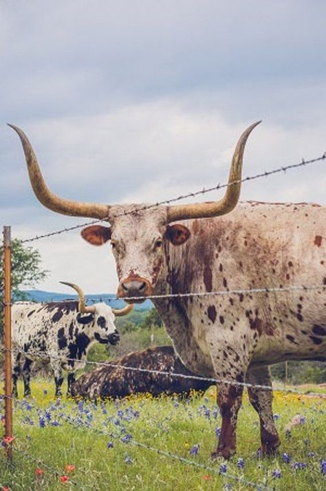 Texas Longhorn Photo, Nature, Animals, Longhorns, Fine Art Photo, Landscape, Home Decor Portrait, Cow, Bluebonnets, Texas Wildflowers Decor | acrylic painting food
, kitchen artwork painting
, kitchen artwork painting
, acrylic painting kitchen art
, oil painting food
, kitchen paintings art wall decor
, kitchen paintings art wall decor bohemian
, fruit wall art
, fruit art print
, fruit painting prints
, abstract fruit painting
, fruit canvas painting Bluebonnets Texas, Mode Country, Wildflower Decor, Cowboy Photography, Cow Photography, Texas Wildflowers, Longhorn Cattle, Longhorn Cow, Photo Landscape