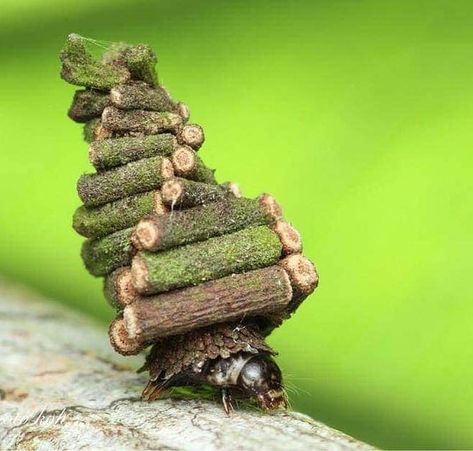 An Actual Clown™ on Twitter: "ok i thought the bagworm cocoon was neat UNTIL I SAW THAT A BAGWORM CATERPILLAR ALSO MAKES A TINY MOBILE HOUSE OUT OF STICKS.… https://t.co/y89IjMcwFM" Tiny Mobile House, Moth Caterpillar, Cool Bugs, Geometric Terrarium, Moss Terrarium, Portable House, Arachnids, Glass Vessel, Small Home