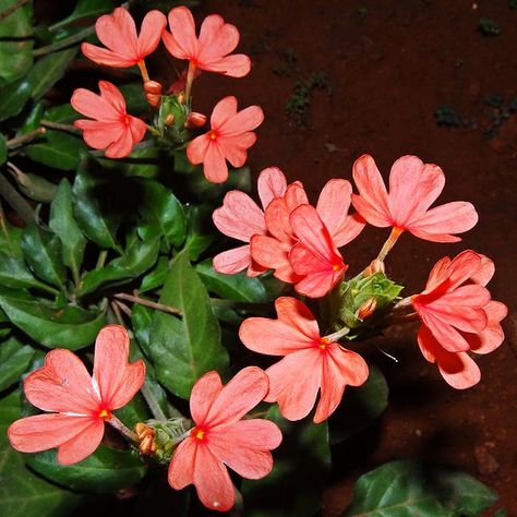 Crossandra infundibuliformis - Crossandra. In South India, Kanakambaram is the favourite flowers of ladies to put in their hair. It competes strongly with jasmine to adorn the south-Indian hair-do's.Source & Picture Wikipedia. Indian Flowers Photography, Aboli Flowers, Kanakambaram Flower, Crossandra Flower, Indian Flowers Plants, Flowering Plants In India, Flower Trees, Seed Starting Mix, Flora Flowers