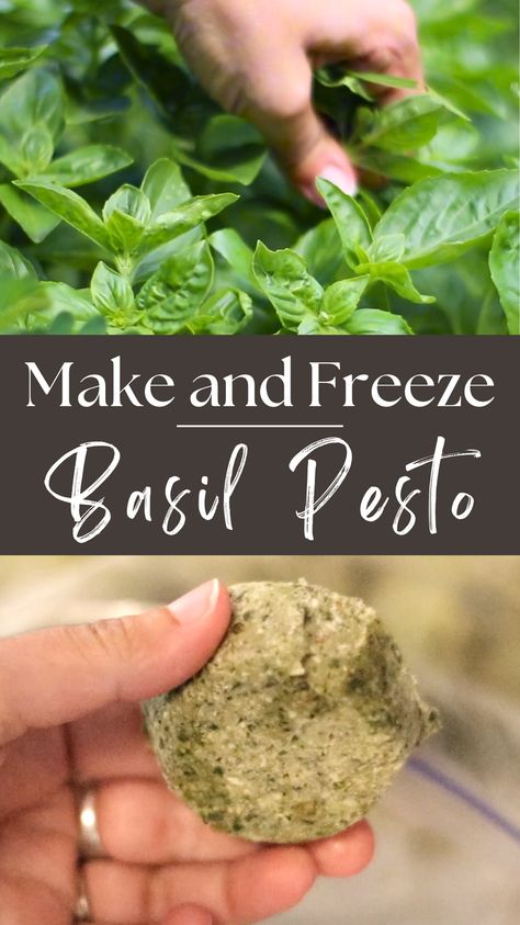 Basil pesto is a delicious Italian spread/sauce made out of fresh basil, olive oil, garlic, nuts, and parmesan cheese. This recipe is a great way to use up basil if you have an abundance in the garden like I do. I’m also going to share how I freeze pesto in small portions, so I can use it through the winter when fresh basil is just a summer memory. Basic Grilled Cheese, Preserving Basil, Freezing Pesto, Fresh Basil Recipes, Basil Soda, Basil Lemonade, Basil Pesto Recipes, Freezing Herbs, Basil Olive Oil