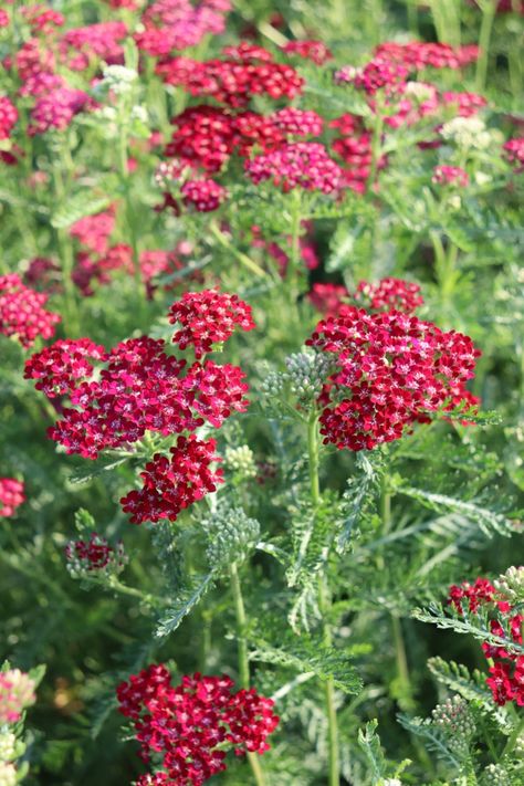 15 Reasons to Grow Yarrow & How To Use It Yarrow Companion Planting, Matrix Gardening, Yarrow Bouquet, Red Yarrow, Yarrow Uses, Starting Flowers From Seeds, Yarrow Plant, Homestead Recipes, Yarrow Flower