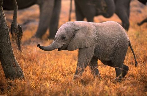 Baby Elephant Wallpaper, Baby Elephant Images, Baby Wallpaper Hd, Elephant Background, Elephant Wallpaper, Wild Animal Wallpaper, Elephant Images, 8k Ultra Hd