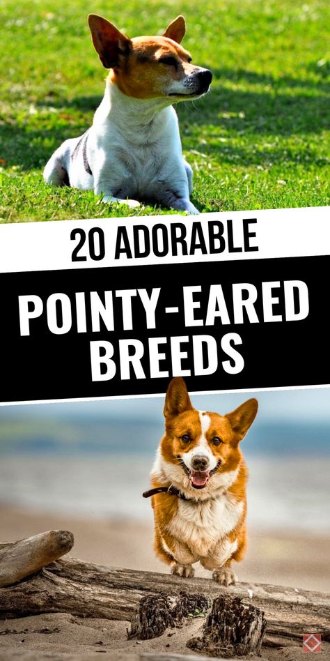 Discover 20 dog breeds with pointy ears and amazing personalities! These dogs are known for their charming, alert look and distinct character traits that make them stand out. Whether you prefer small, energetic breeds or large, loyal guardians, this list has a pointy-eared breed for everyone. Click to learn more about these unique breeds and save this pin for inspiration on finding a pointy-eared friend with personality! Cute Dog Breeds, Different Dog Breeds, Pointy Ears, Australian Cattle Dogs, Herding Dogs, Character Traits, Different Dogs, Adorable Dogs, Pembroke Welsh Corgi