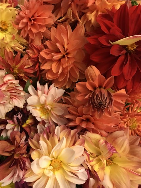 Autumn color dahlias Autumn Garden Party Wedding, Autumn Flowers Aesthetic, September Flowers In Season, Autumn Wedding Aesthetic, Soft Autumn Aesthetic, Fall Flowers Aesthetic, Fall Dahlias, Moodboard Orange, Autumn Dahlia