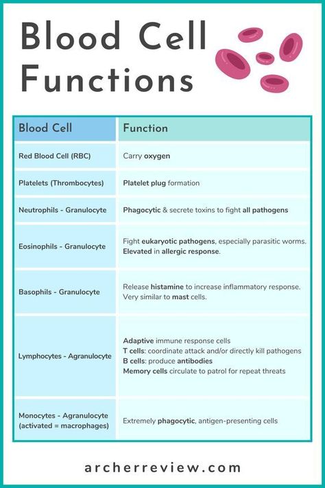 Phlebotomy Study, Nclex Prep, Nursing School Essential, Nursing School Motivation, Basic Anatomy And Physiology, Nurse Study Notes, Nursing Student Tips, Medical Student Study, Nursing School Survival