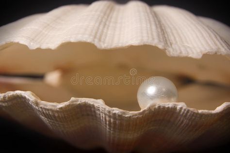 Seashell With Pearl, Esoteric Quotes, Clam Pearl, Andrew Wood, Sea Treasure, Beautiful Shells, Pearl Birthstone, She Sells Seashells, Oyster Pearl