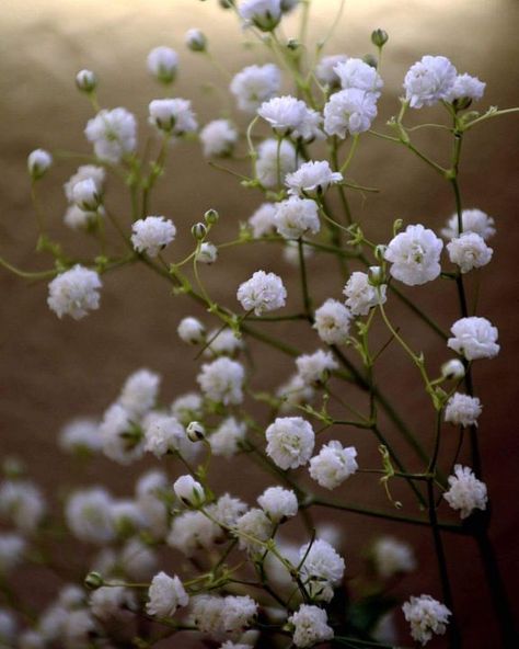 Angles Breath Flower, Baby's-breath Flower, Baby’s Breath Flowers, Reeses Gift, Lady Aphrodite, Baby Breath Flower, Planning To Get Pregnant, Floral Design Classes, Flower Identification