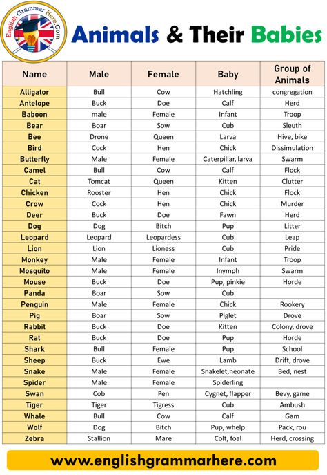 Names of Males, Females, Babies, and Groups of Animals, Gender of Animals Table of Contents Animals Names, Animals and Their Animals And Their Young Ones, Gender Of Animals, Male And Female Animals, Animals Name List, Animals And Their Babies, Groups Of Animals, Animals Name In English, Baby Animal Names, Grammar For Kids