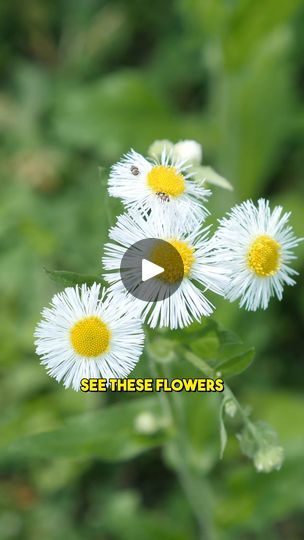 145K views · 4.6K reactions | The amazing wild fleabane! 🌼

Have you ever made tea with fleabane before? So many people see this plant, but so few know how incredible it is! I hope this video can help to change that. 🙏

#foraging #fleabane | Feral Foraging | Feral Foraging · Original audio 50k Views, So Many People, Essential Oil Recipes, Medicinal Plants, Oil Recipes, Herbal Medicine, Off The Grid, Have You Ever, Many People