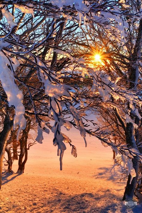 Wallpaper Winter, Four Season, Winter Pictures, Natural Landscape, Beautiful Backgrounds, Winter Night, Winter Is Coming, Winter Scenes, Winter Christmas