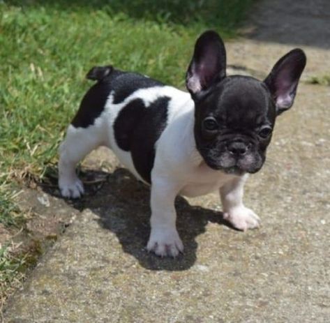 French Bulldog Puppies for sale near me in USA Frenchie Puppies For Sale, Puppy Guide, Blue French Bulldog Puppies, Baby French Bulldog, French Bulldog Facts, Dog Line Art, Bulldog Puppies For Sale, Super Cute Puppies