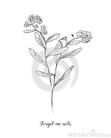 Forget Me Not Sketch, Forget Me Not Line Drawing, Forget Me Not Fine Line, Forget Me Not Flowers Drawing Black And White, Black And White Forget Me Not, Wild Plants, Flower Bud, Forget Me Not, White Background