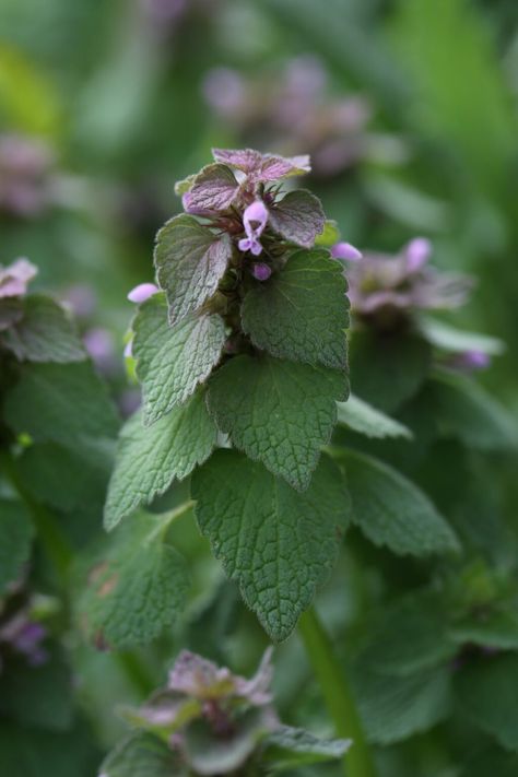 Purple Dead Nettle Uses, Benefits, and Recipes Nettle Tea Benefits, Nettle Benefits, Purple Dead Nettle, Nettle Tincture, Nettle Recipes, Wild Foraging, Stinging Nettle, Magic Herbs, Herbal Tinctures