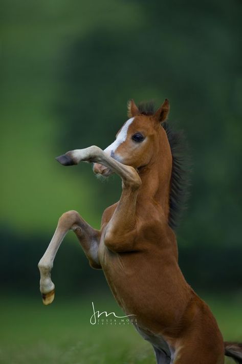 Water For Elephants, Horse Facts, Animal Action, High Spirits, Horse Aesthetic, Baby Horses, Majestic Horse, Horse Drawings, All The Pretty Horses