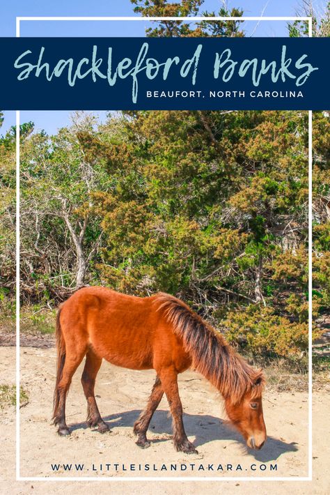 A 15-minute ferry ride from Beaufort, North Carolina is Shackleford Banks! This small island is home to a herd of 100+ wild horses believed to be descendants of Spanish shipwrecks. Beaufort North Carolina, Beaufort Nc, Coastal North Carolina, Camp Lejeune, Bald Head Island, Kiawah Island, Atlantic Beach, Bald Head, Small Island