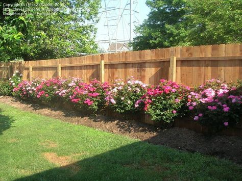 Rose Garden Ideas | Rose Garden Landscaping Ideas Small Rose Garden Ideas, Landscaping Along Fence, Landscaping Shrubs, Rose Garden Landscape, Landscaping With Roses, Knockout Roses, Rose Garden Design, Rose Bushes, Backyard Garden Landscape