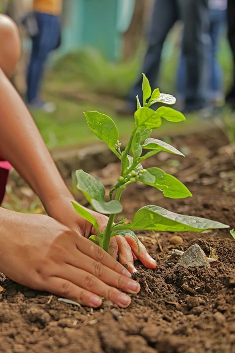 The benefits of gardening come from more than the satisfaction of watching your produce and flowers grow. It’s also a great physical activity and allows you to be outside in nature. Visit us to learn more about our farming journey 🌱 #GardeningDay #sustainability #gogreen #environment #buylocal #farmfood #honeydogfarm #organic #organicfarm #organicfarming #garden #gardenlife #gardener #gardens #vegetablegarden #organicgardening #growyourownfood #backyardgarden #greenthumb #planting Easy Prints, Pink Vogue, Food Texture, Garden Stairs, Starting A Vegetable Garden, Football Fashion, Fertilizer For Plants, Compost Bags, World Environment Day